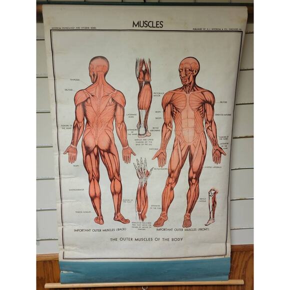 Vintage Muscle Chart, Nystrom Pull Down, School Classroom, Anatomy Chart - Picture 2 of 7